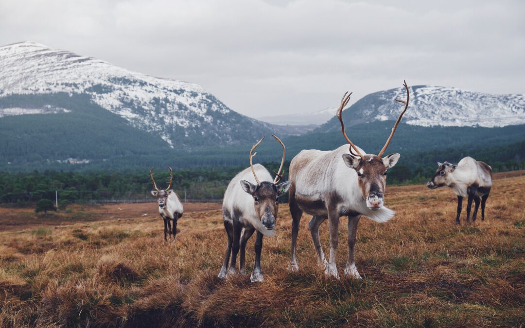 The effects of climate change in reindeer husbandry