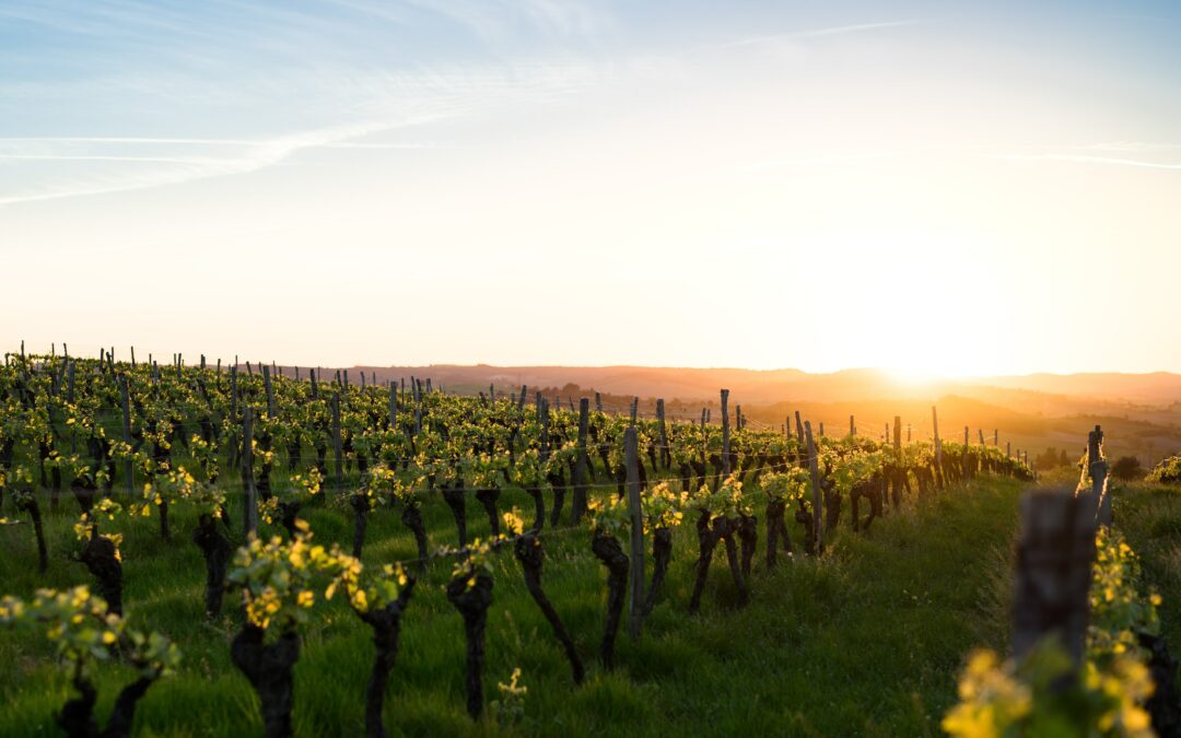 Une approche collaborative horizontale pour la planification des vendanges