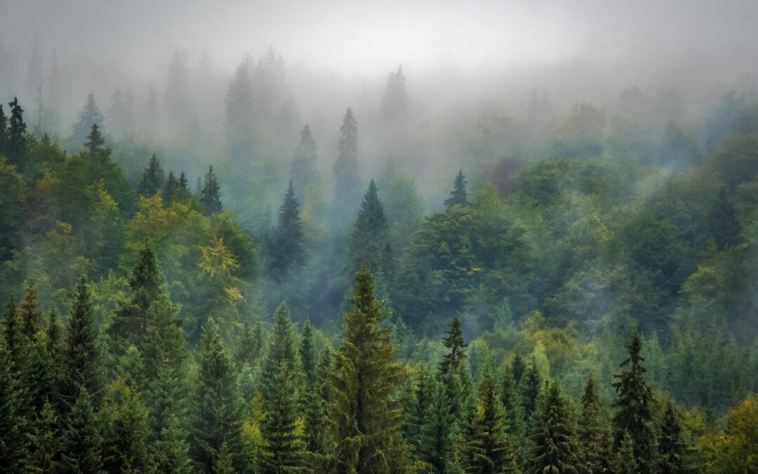 Reliable biomass supply chain design under feedstock seasonality and probabilistic facility disruptions